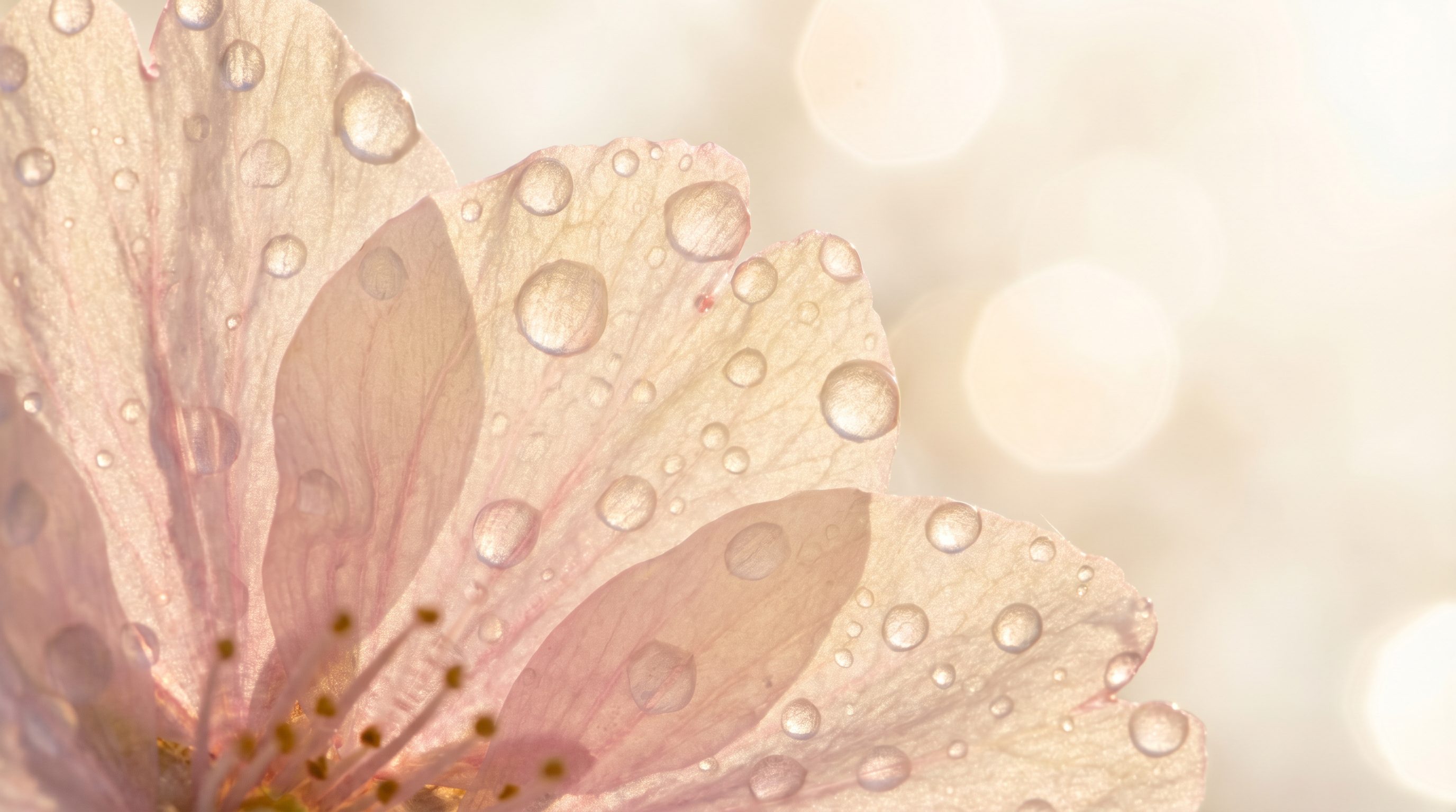 Sakura cherry blossom petals with dew drops